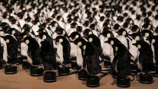 Screenshot of Penguins Mirror